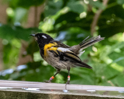 Stitchbird