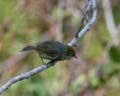 White-Eyes