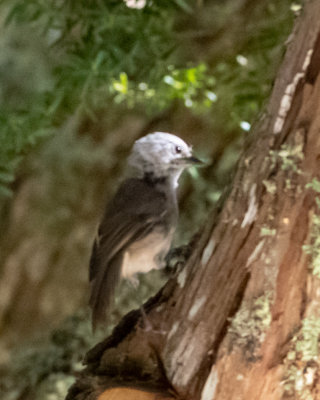 New Zealand Creepers