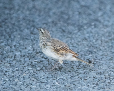 New Zealand Pipit