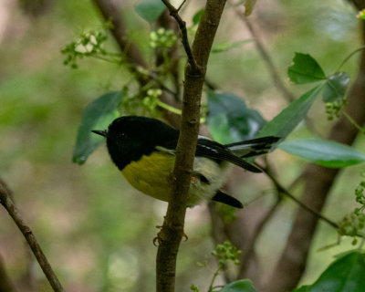 New Zealand Tomtit