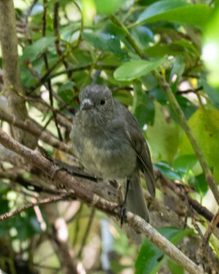 South Island Robin