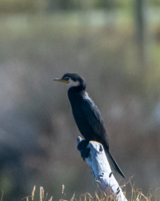 Little Pied Cormorant