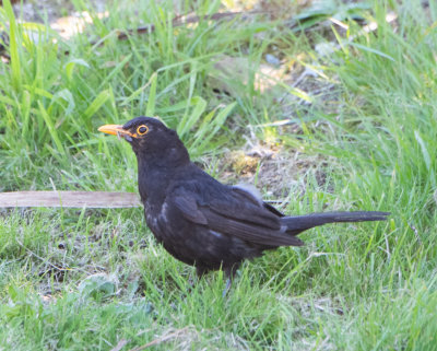 Eurasian Blackbird