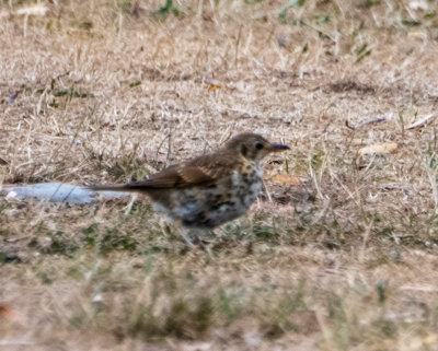 Song Thrush