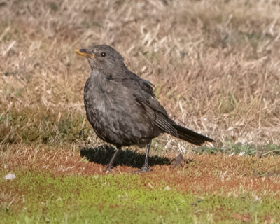 Eurasian Blackbird