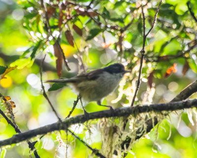 Brown Creeper