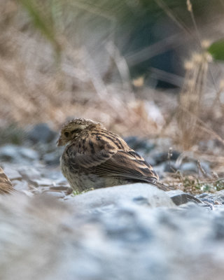 Cirl Bunting