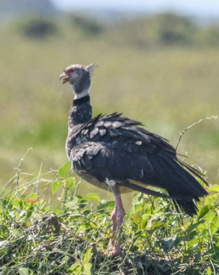 Southern Screamer