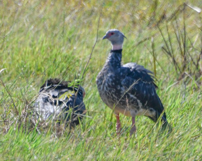 Southern Screamer