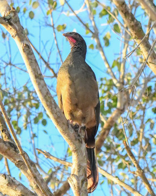 Chaco Chachalaca