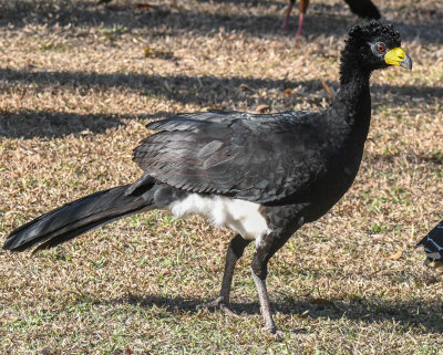 Bare-faced Curassow