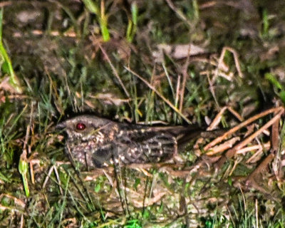 Little Nightjar