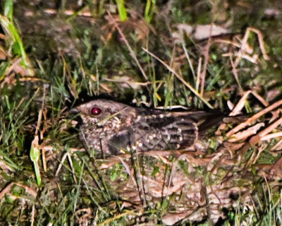 Little Nightjar