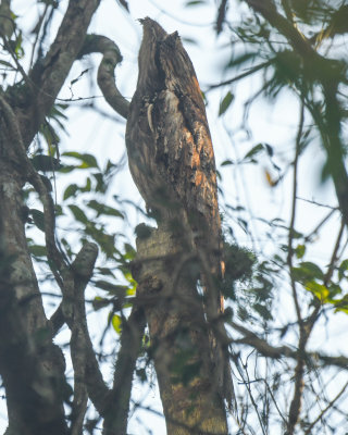 Long-tailed potoo