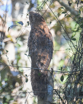 Long-tailed Potoo