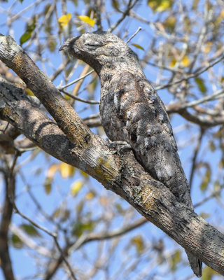 Great Potoo