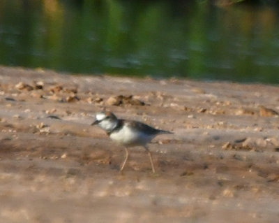 Lapwings and Plovers 