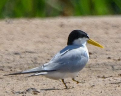 Yellow-billed Tern 