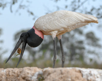 Jabiru