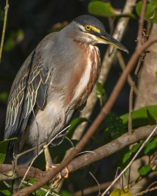 Striated Heron 
