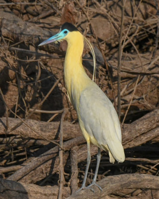 Capped Heron