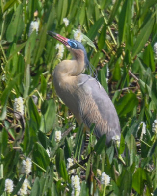 Whistling Heron