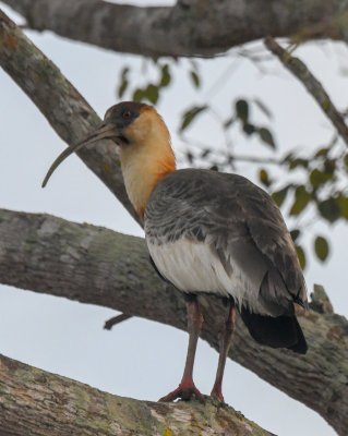 Buff-necked Ibis
