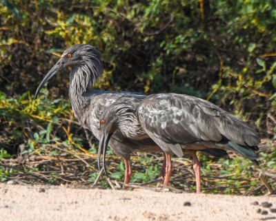 Plumbeous Ibis 