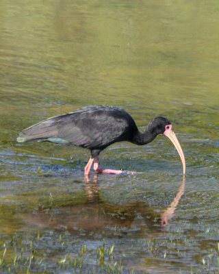 Bare-faced Ibis