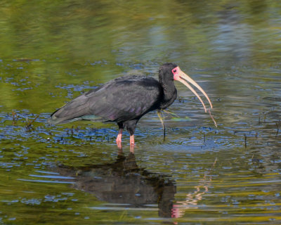 Bare-faced Ibis