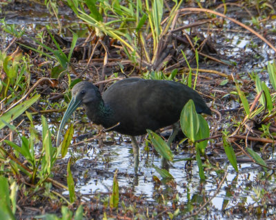 Green Ibis