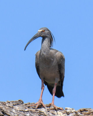 Plumbeous Ibis