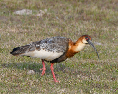 Buff-necked Ibis