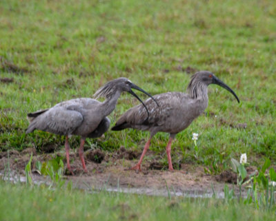 Plumbeous Ibises