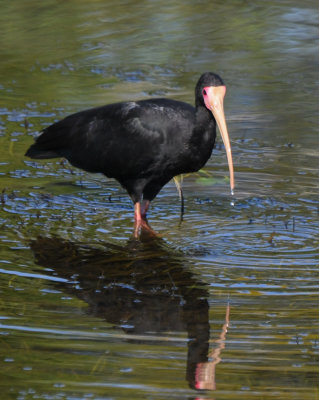 Bare-faced Ibis