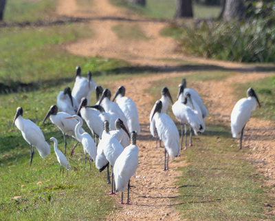 Wood Storks