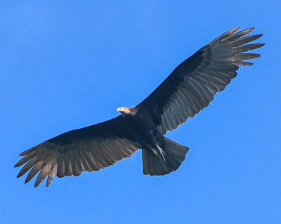 Lesser Yellow-headed Vulture photo - Larry Martin photos at pbase.com