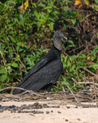Black Vulture