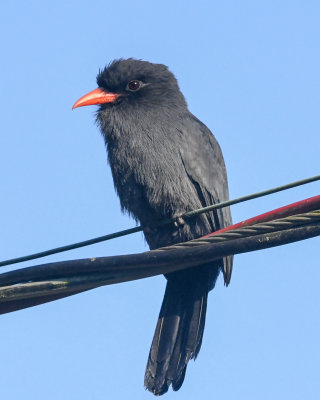 Black-fronted Nunbird