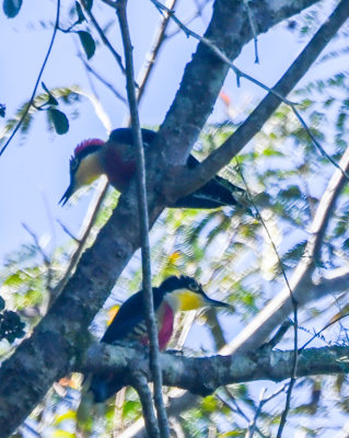 Yellow-fronted Woodpeckers
