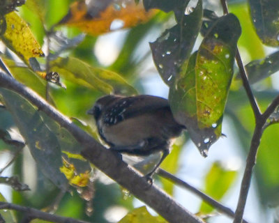 Rusty-backed Antwren