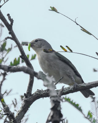 Yellow-olive Flycatcher (Flatbill)