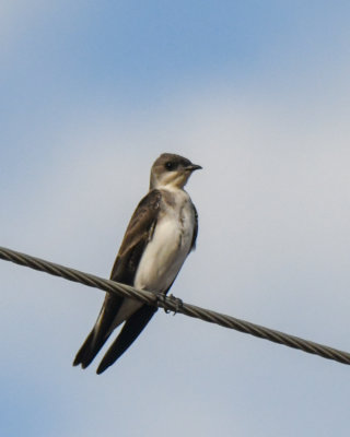 Brown-chested Martin