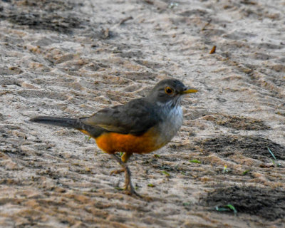 Rufous-bellied Thrush