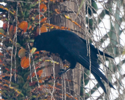 Red-rumped Cacique