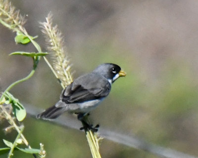 Doouble-collared Seedeater 