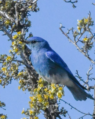 Mountain Bluebird