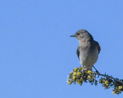 Mountain Bluebird