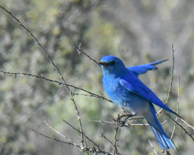 Mountain Bluebird